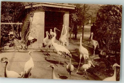 Antwerpen Zoo Kraniche