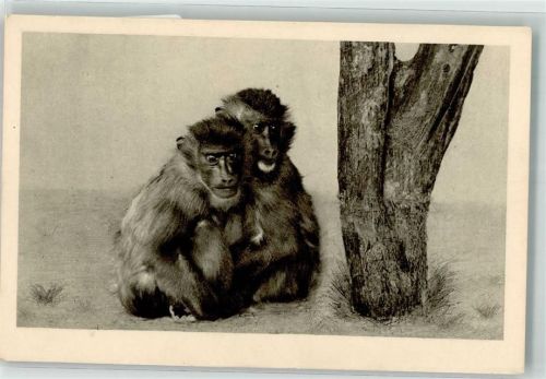 Wien Drill Primaten Westafrika Schönbrunn Menagerie