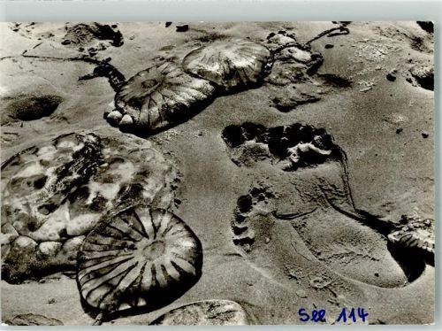 Quallen am Strand