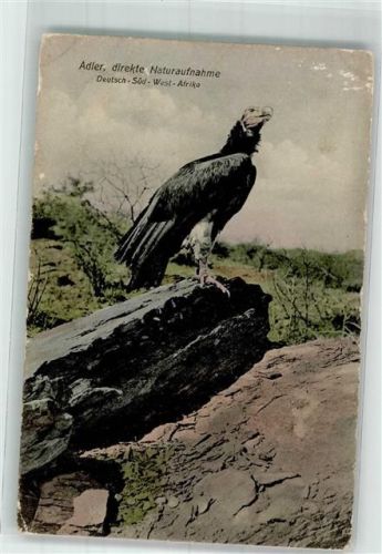 Adler Deutsch-Süd-West-Afrika