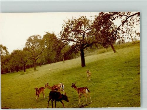 Hennef Foto Original aus Archiv eines Ansichtskartenverlags Im Wildpark Ort handschriftlich