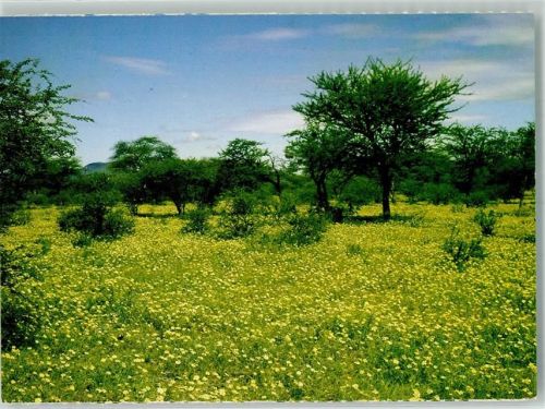 Foto AK Eine Wiese voller Morgensterne Süd-West-Afrika
