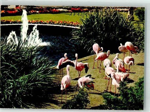 Frankfurt Flamingos