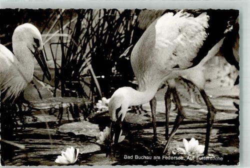 Bad Buchau Federsee Storch Ort handschriftlich Foto Original aus Archiv eines Ansichtskartenverlags