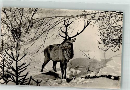 Trautenstein Hirsch Winter