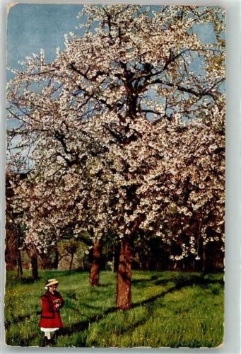 Strümpfelbach Kirschblüte i. Remstal