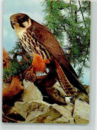 Baumfalke