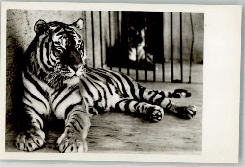 München Sibirischer Tiger Hellabrunn
