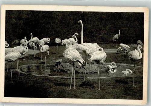 Wien Flamingo Tiergarten Schönbrunn