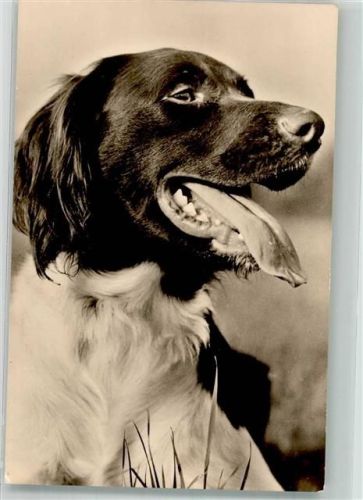Kleiner Münsterländer Verlag VEB Bild und Heimat Großer Hund 1968 Foto AK