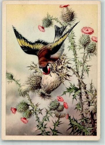 Vogel pickt an einer Distel Verlag E.A. Schwerdtfeger & Co.
