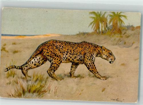 1930 - 1935 Leopard in natürlicher Umgebung sign. Wardle Verlag Stehli Nr. 123