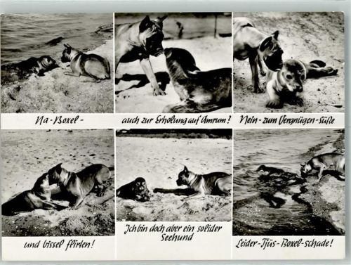 Amrum Boxer Seehund Humor Begegnung