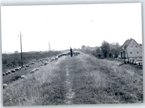 Drochtersen Schafherde, Fotoabzug