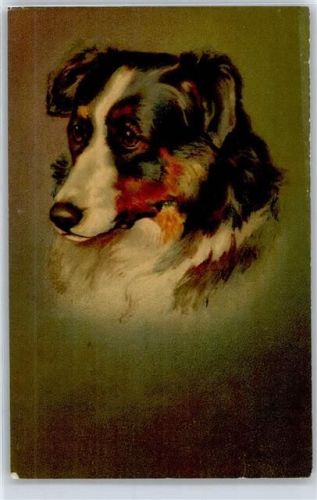 No.613 , Collie