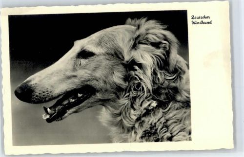 Windhund