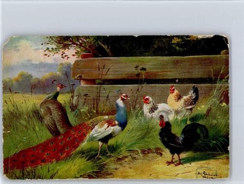 Pfau Huhn