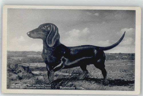 Buxtehude Hund Dackel