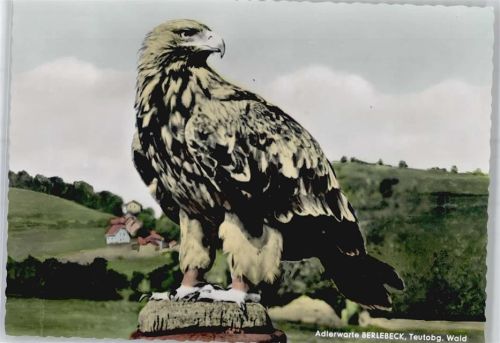 Berlebeck Kaiseradler
