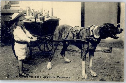 Belgien Kind Hundekarren
