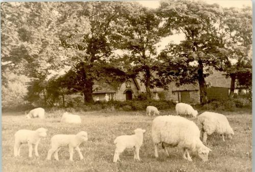 Sylt-Ost Schaf Lamm