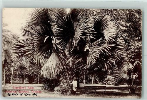 Port of Spain 1911 Travellers Palm Botanicl Gardens