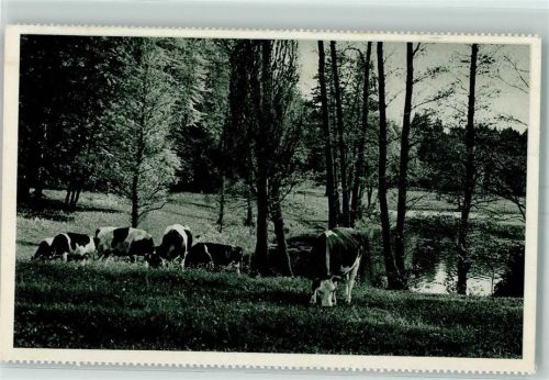 Neunkirchen Am Weiher des Stadtgutes Kühe
