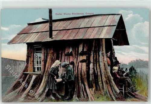 Cedar Stump Residence