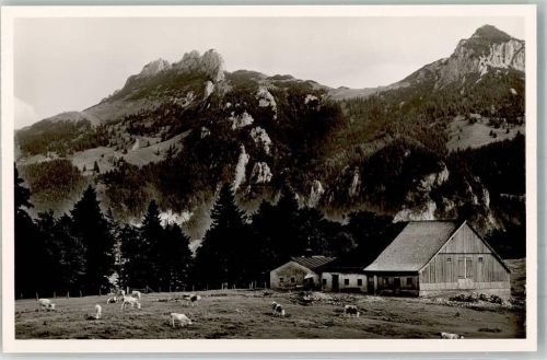 Hofalm Foto AK Weidende Rinder vor der Berghütte