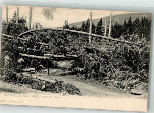 Umgeknickte Bäume nach einem Sturm im Harz Verlag Louis Glaser 8861