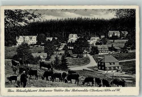 Hahnenklee-Bockswiese 1940 Weidende Rinder oberhalb des Ortes Verlag Thoericht Nr. 14908