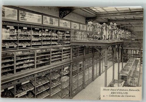 Brüssel Das Königliche Naturhistorische Museum Sammlungen aus den Höhlen