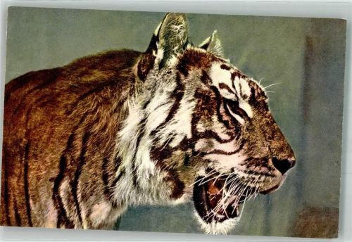 Sibirischer Tiger St.Z.F. No. 179