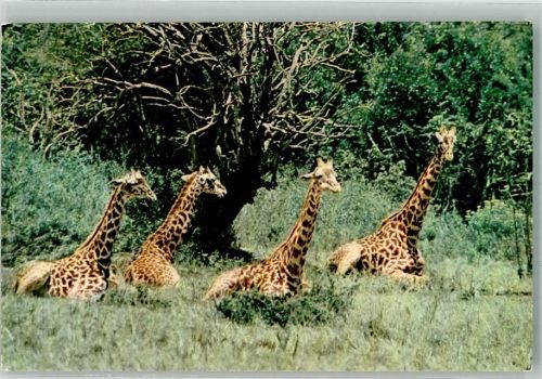 Giraffen African Wildlife Kenia