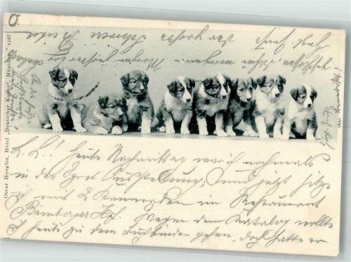 München 1899 Collie-Welpen Hotel Deutscher Kaiser Adelskorrespondenz