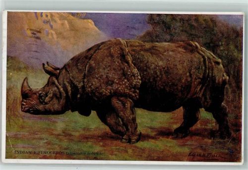 1929 Indian Rhinoceros Künstlerkarte sign. H. Fisher