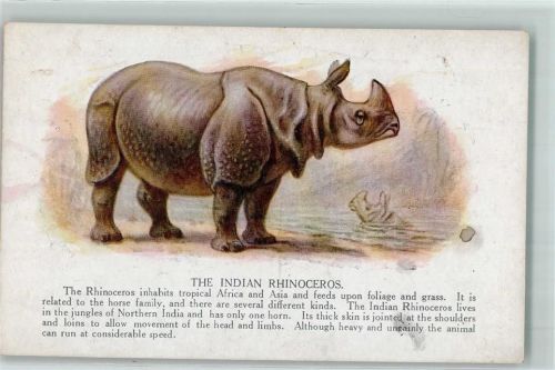 Rhinozeros AK Nashorn Gebrauchsspuren