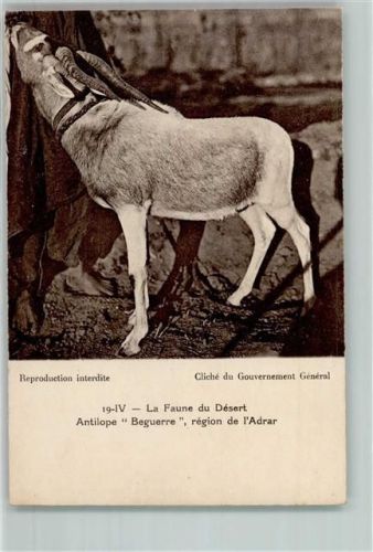 Antilope La Faune du Desert AK