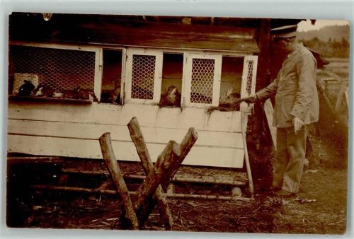 1918 Kaninchen Zucht Stall Fütterung AK
