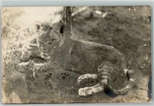 Windhoek Windhuk Löwe 1926 Foto AK