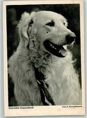 Sibirischer Steppenhund AK