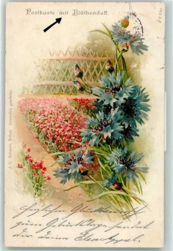 Verlag J.C. Schmidt Kornblumen Duftkarte 1903 Lithographie