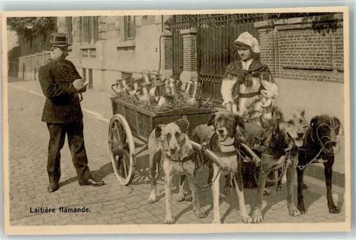 Latiere flamande Beruf Milchkannen Polizeikontrolle Hundekarren FOTO KEINE AK