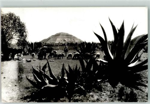 Teotihuacan Templo de Quetzalcoatl Schafe Rindvieh