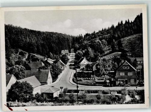 Tanne Waldstraße