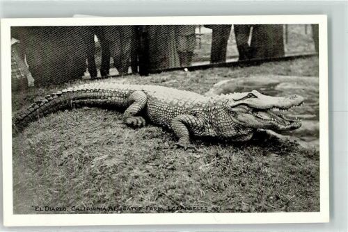 Los Angeles el Diablo Aligator Farm Zoo