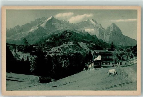 Gschwandtnerbauer Kuh