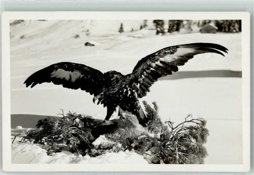 Adler greift ein Murmeltier Erlegt 1935 / F. Wolf Lech a.A.