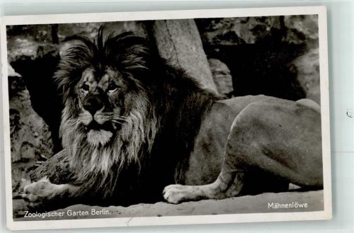 Tiergarten Mähnenlöwe Zoo