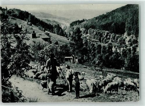 Klingenthal Am Aschberg Schäfer Schafherde